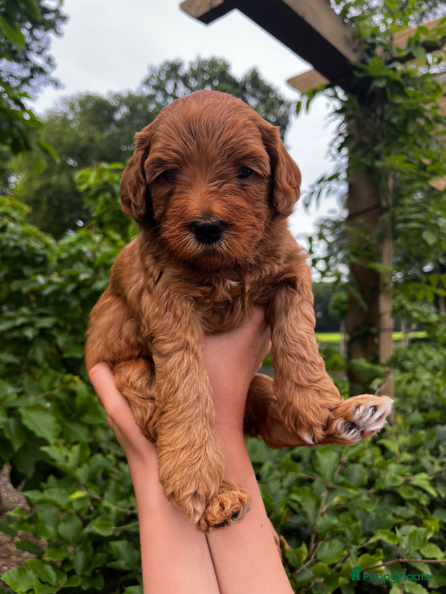 Australian Labradoodle honden te koop: Australian labradoodle pups - Advertentie 1