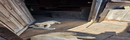 Flatcoated Retriever honden te koop: Flatcoated Retriever Pups te koop  - Advertentie 6