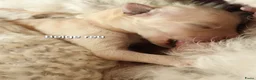 Labradoodle honden te koop: Prachtige Medium Labradoodle pups geboren  - Advertentie 17