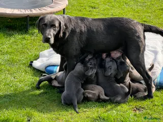 Labrador Retriever honden Charcoal en Lilac Labrador pups - Advertentie 1