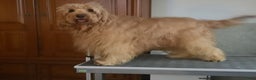 Labradoodle honden ter adoptie: labradoodle F 3 medium  - Advertentie 5