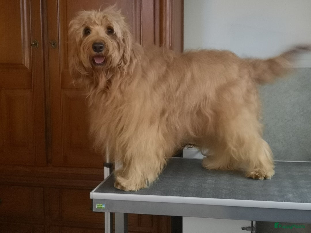 Labradoodle honden ter adoptie: labradoodle F 3 medium  - Advertentie 5