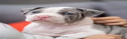 Amerikaanse Bully honden ter dekking: American Bully XL Dekreu  - Advertentie 29