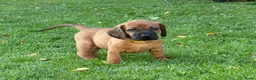 Beierse Bergzweethond honden te koop: Hanoveraaanse zweethond pups - Advertentie 29