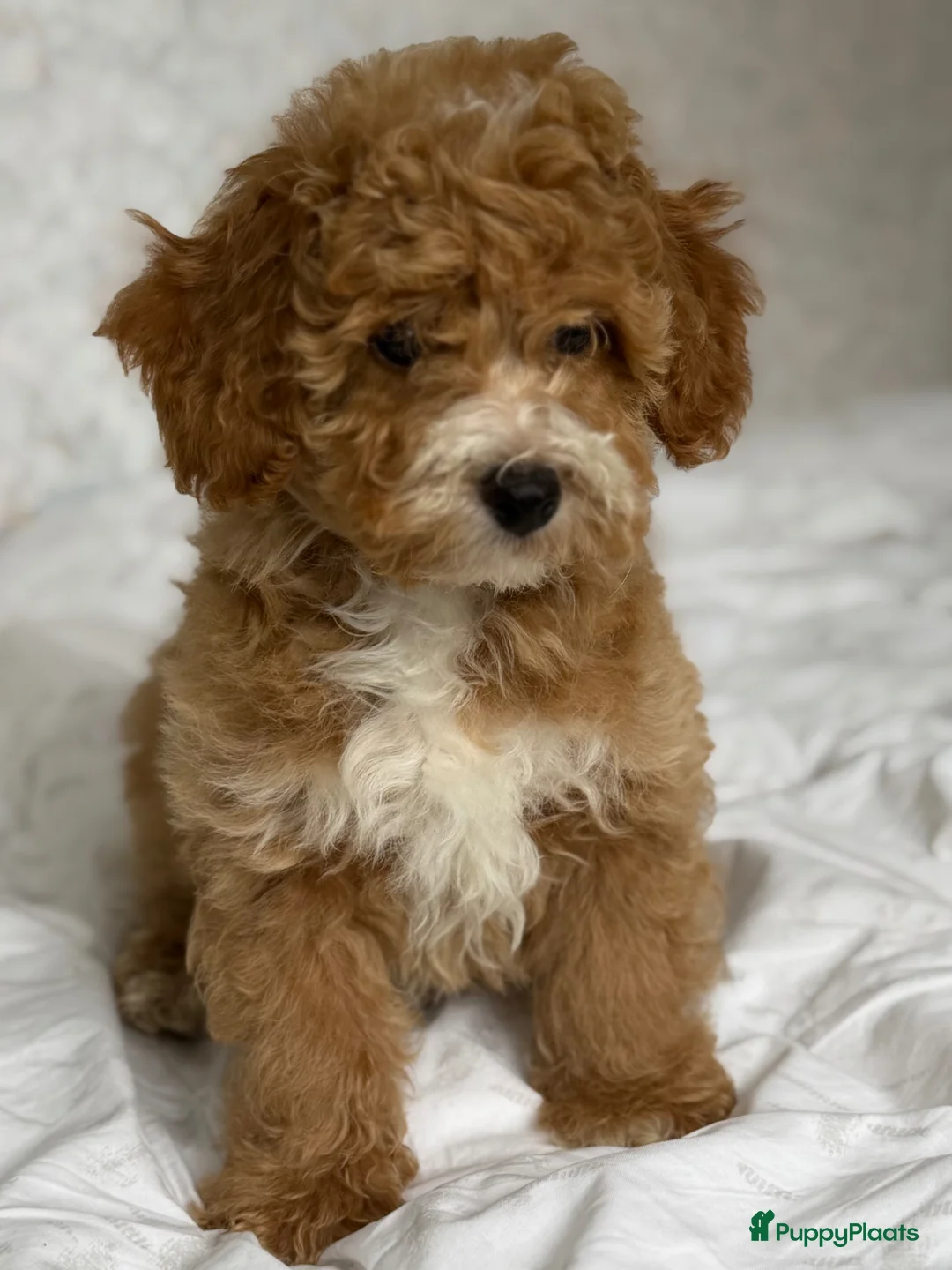 Cockapoo honden te koop: Cockapoo pup - Advertentie 2