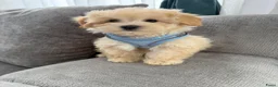 Maltipoo honden te koop: Mini maltipoo pups thuis geboren en grootgebracht - Advertentie 18