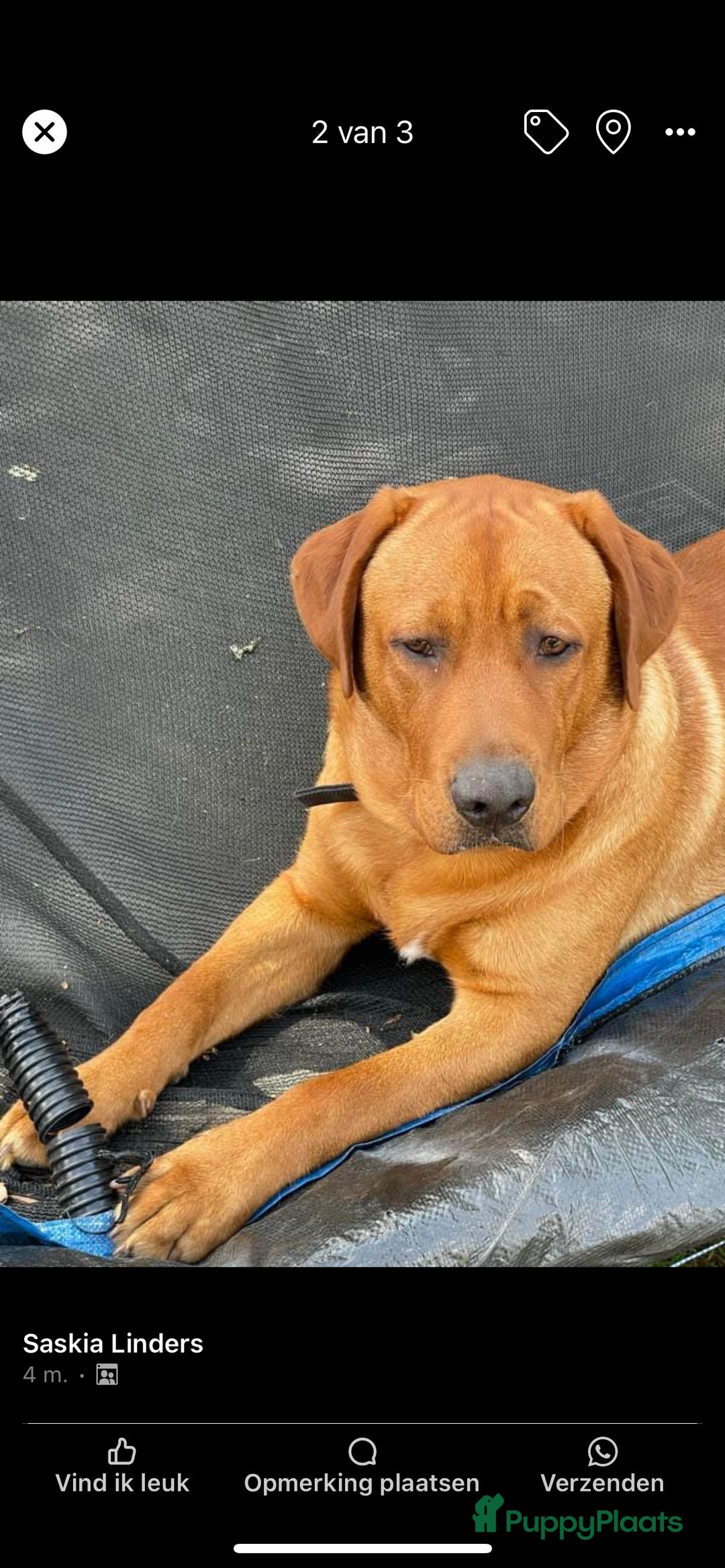 Labrador Retriever honden te koop: Labrador Retriever Pups - Advertentie 30