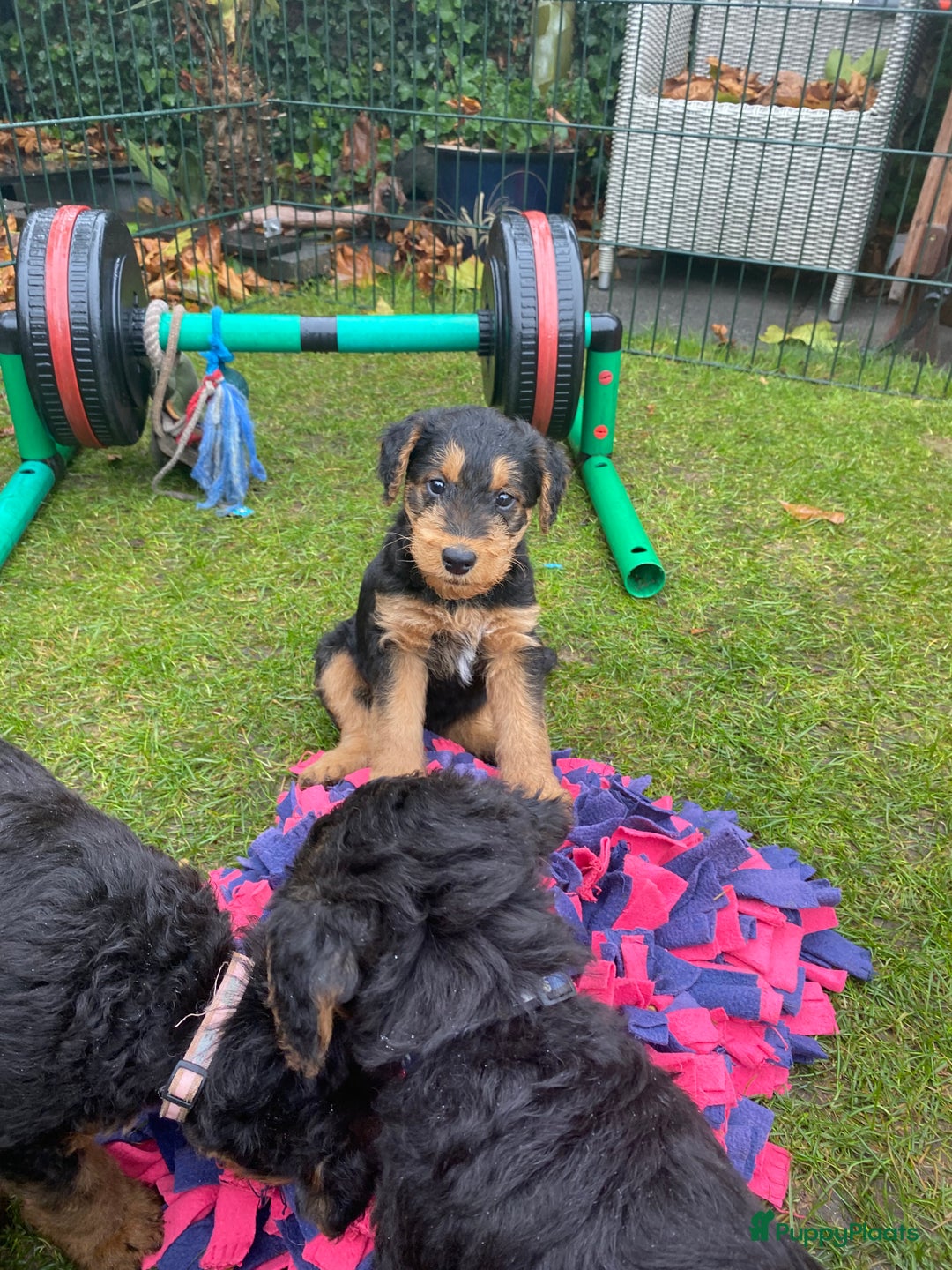 Airedale Terriër honden te koop: Airedale terriër pups  - Advertentie 16