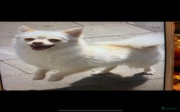 Pomsky honden te koop: 4 prachtige pomsky’s in Breda - Afbeelding 12