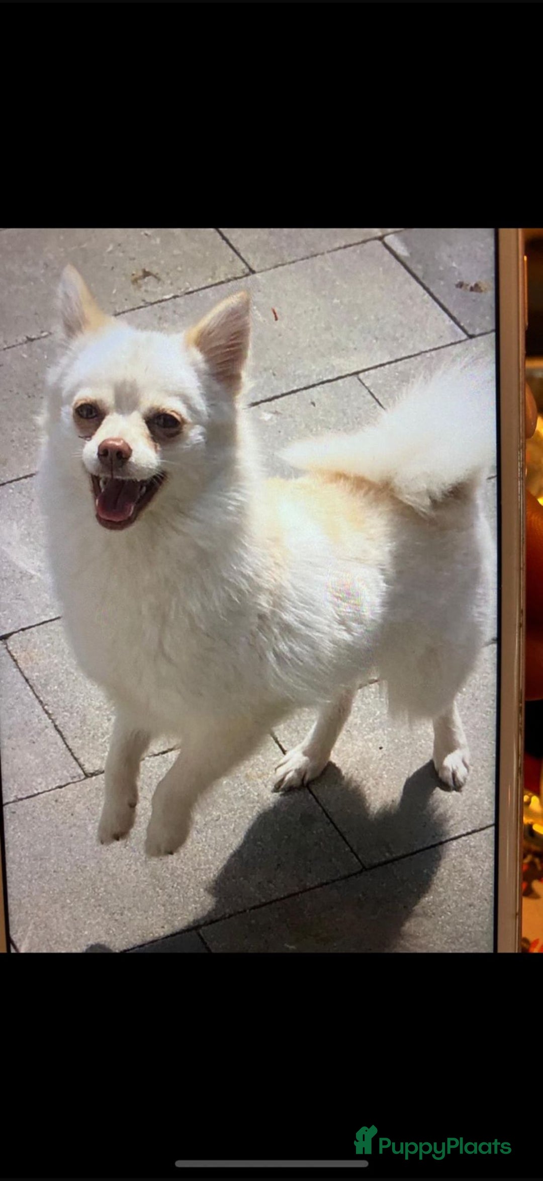 Pomsky honden te koop: 4 prachtige pomsky’s in Breda - Afbeelding 12