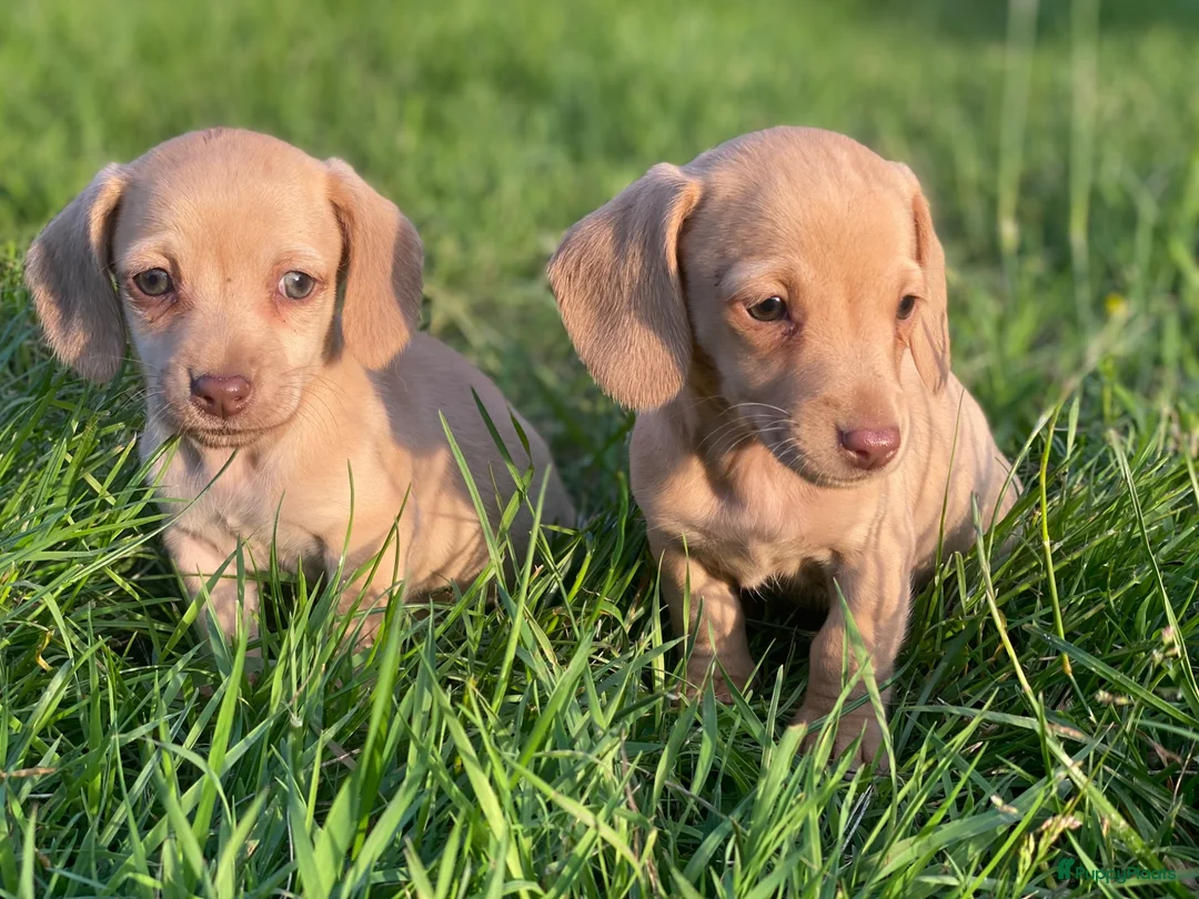 Kruising honden te koop: Kortharige teckels met vleugje chihuahua  - Advertentie 1