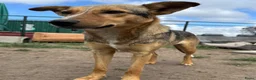 Kruising honden te koop: Fayaa - Advertentie 10