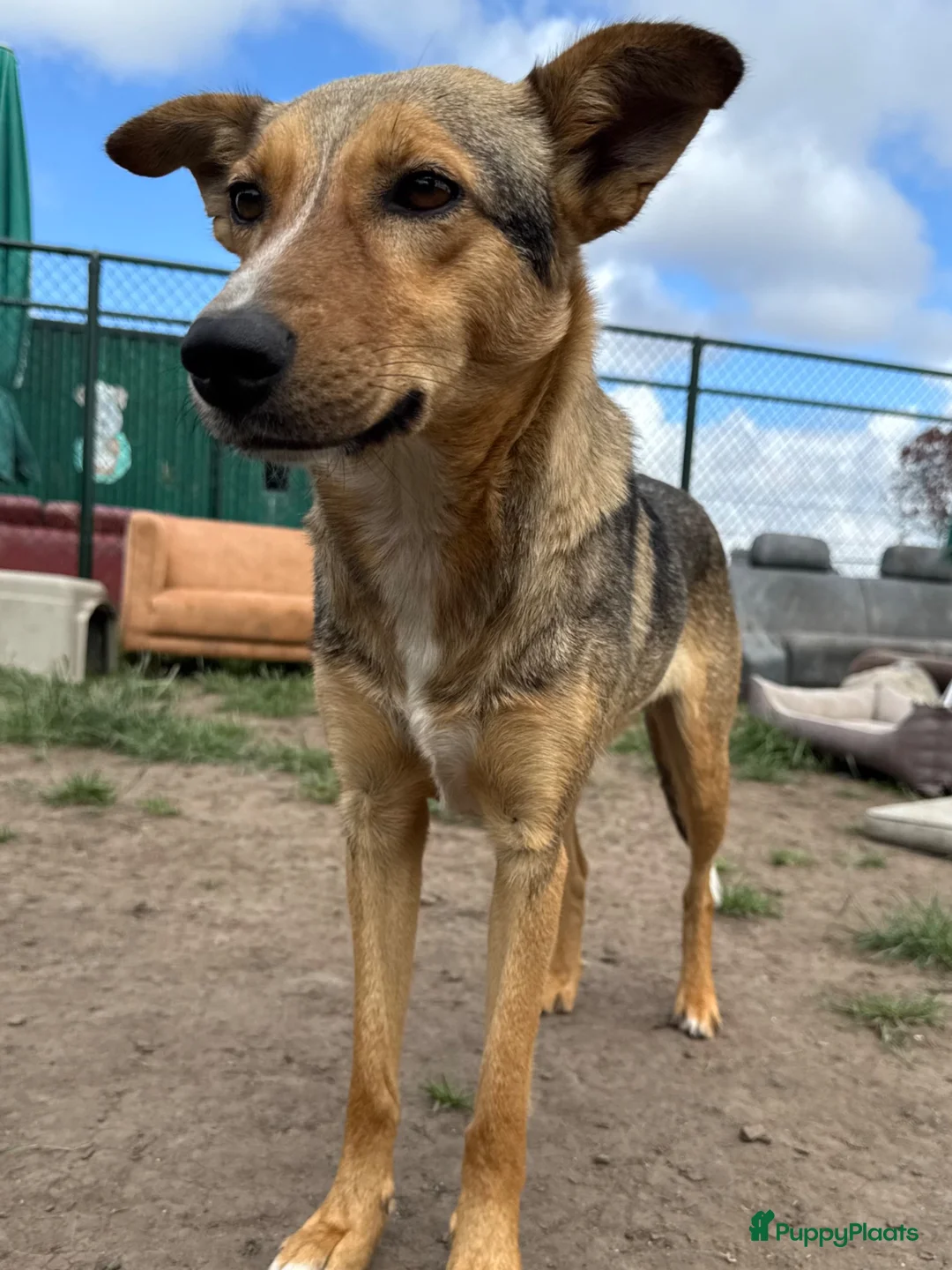 Kruising honden te koop: Fayaa - Advertentie 10