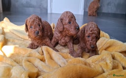 Dwergpoedel honden te koop: Dwergpoedel pups - Afbeelding 5
