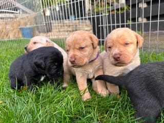 Labrador Retriever honden Labrador pups - Advertentie 4