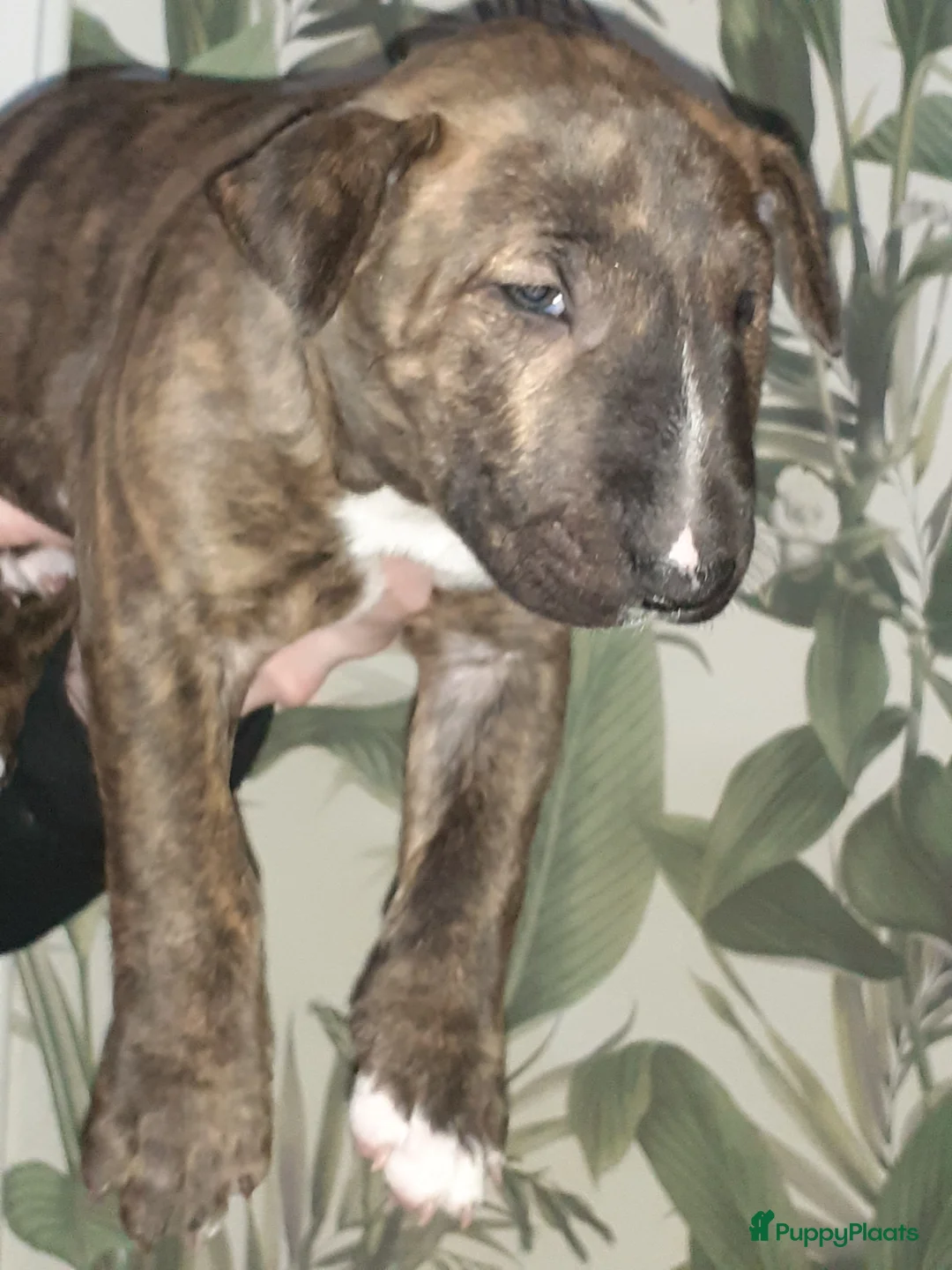 Bull Terriër honden te koop: deze 4 kanjers zijn op zoek naar gouden mandje - Advertentie 19