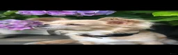 Chihuahua honden te koop: Mooie langharige chihuahua pups - Advertentie 5