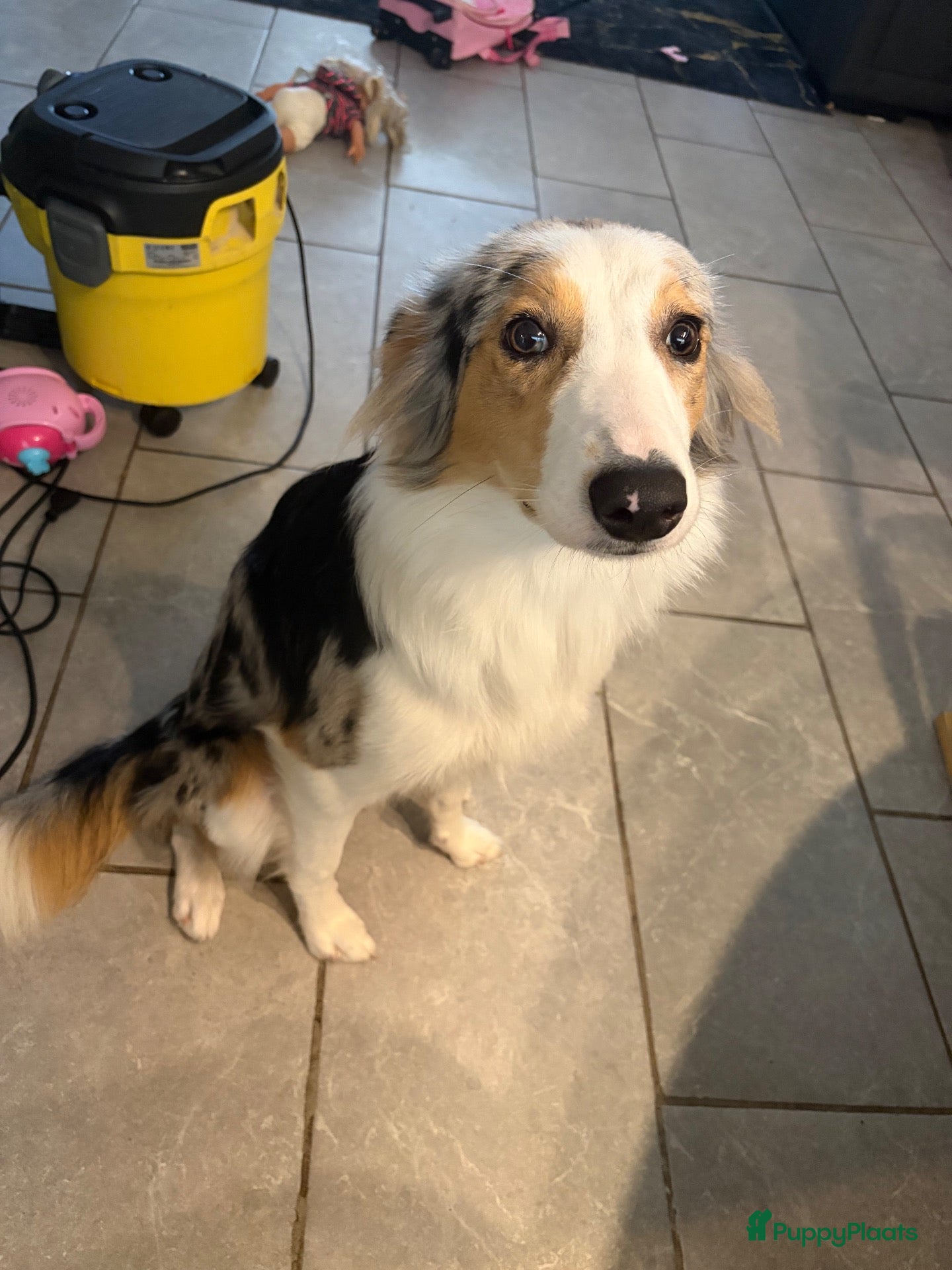 Border Collie honden Border collie - Advertentie 18