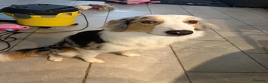 Border Collie 1