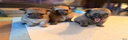 Pomchi honden te koop: Pomchi puppy’s chihuahua x pomeriaan  - Advertentie 1