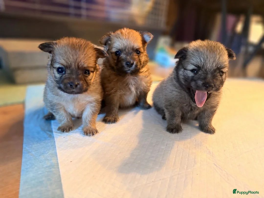 Pomchi honden te koop: Pomchi puppy’s chihuahua x pomeriaan  - Advertentie 1