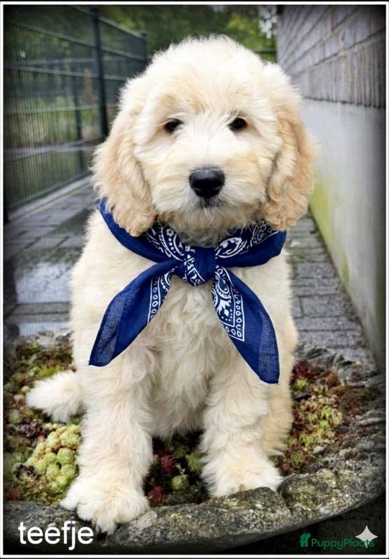 Labradoodle honden Labradoodle pups. Mogen het nest verlaten. - Advertentie 2