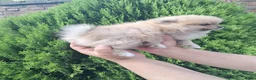 Pomeriaan honden te koop: Mini Pomeriaan - Advertentie 4