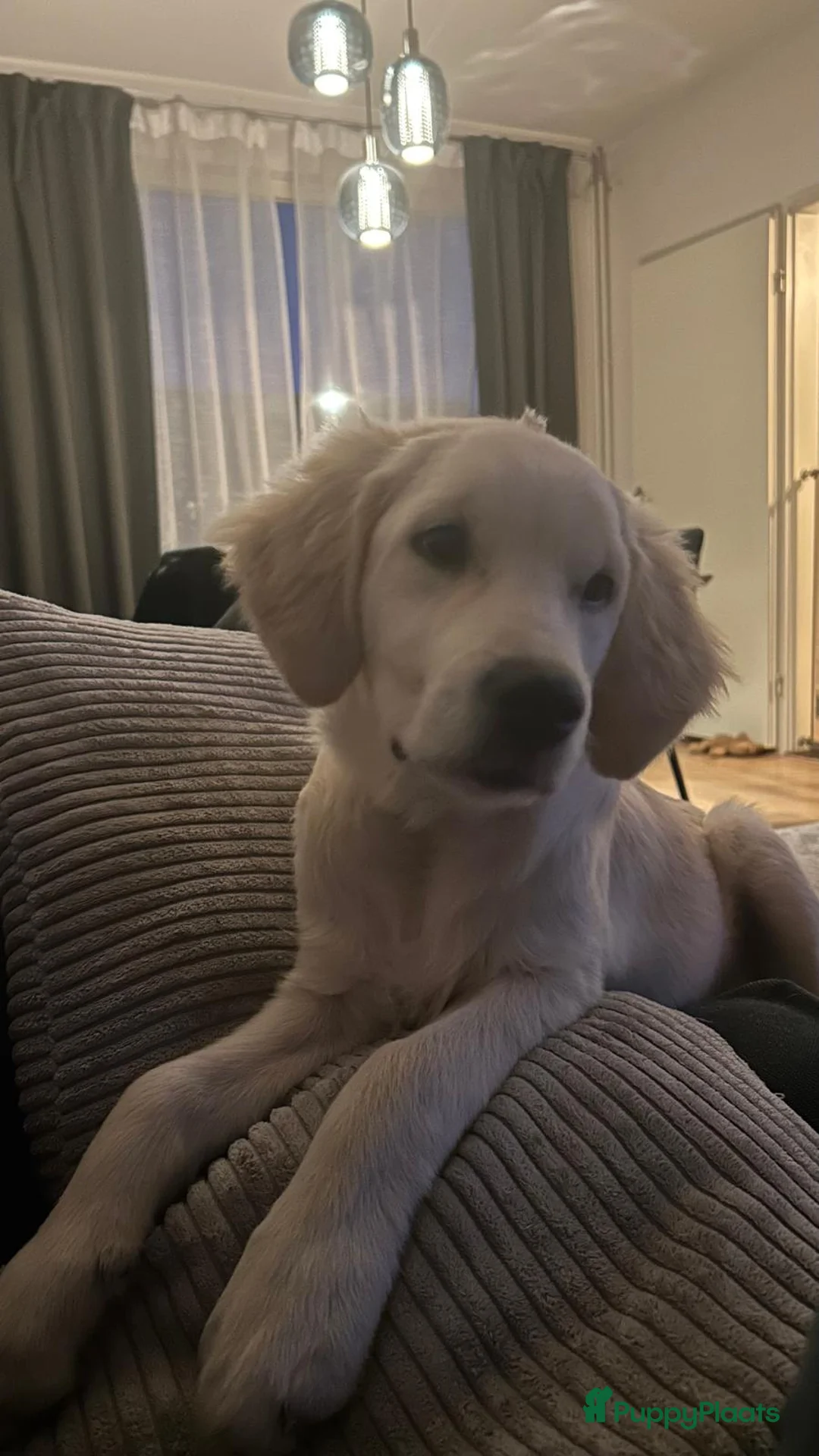 Golden Retriever honden te koop: 4 months old Golden Retriever - Advertentie 4