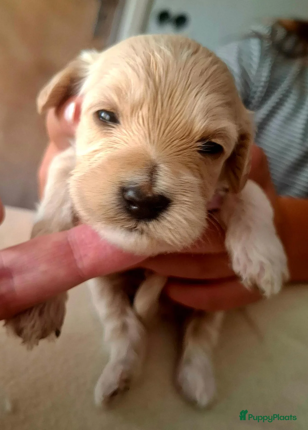 Labradoodle honden te koop: Nog 2 puppy's te koop - Advertentie 1