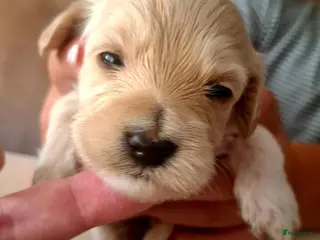 Labradoodle honden Nog 2 puppy's te koop - Advertentie 4