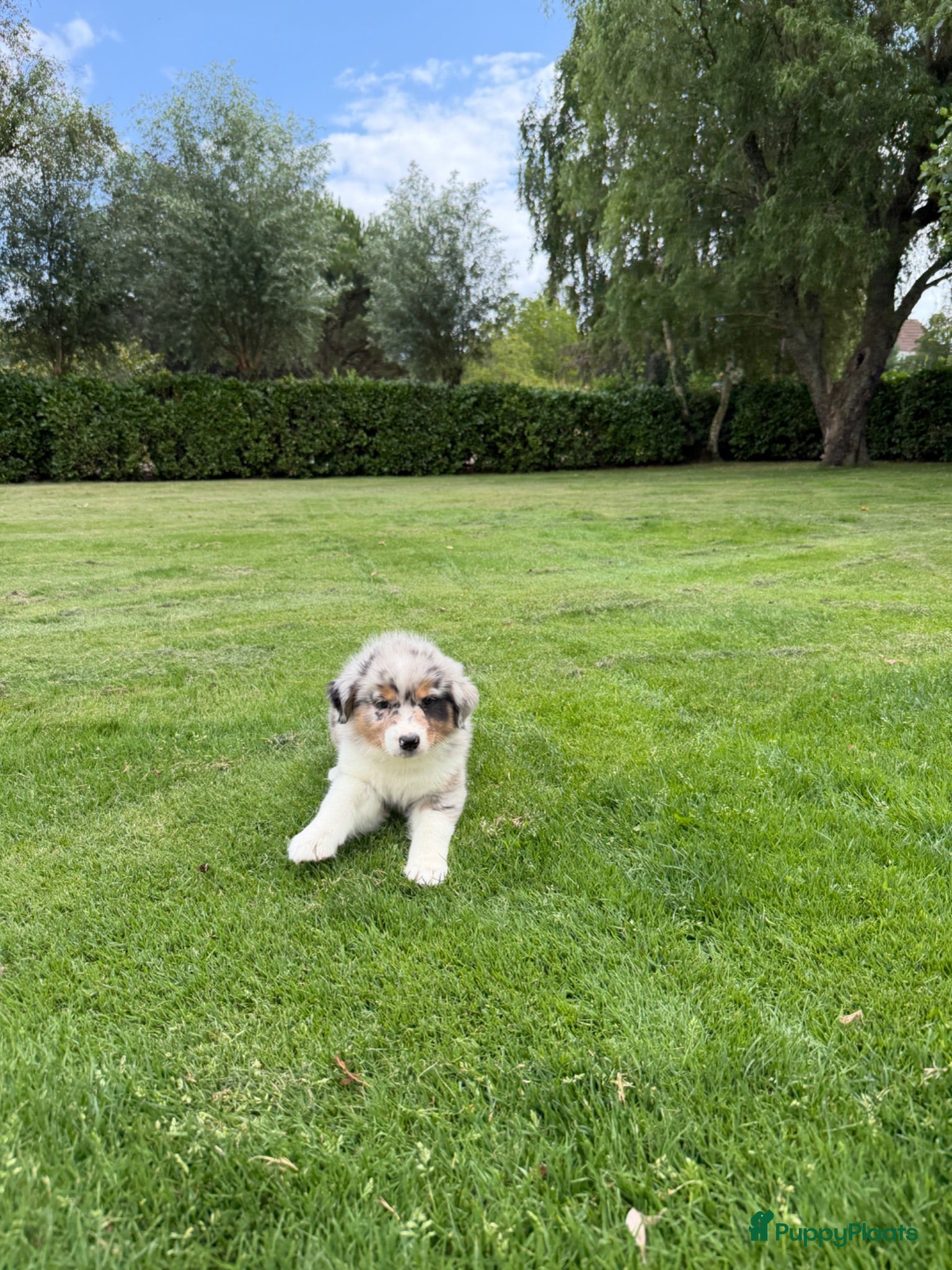 Kruising honden Australian Shepherd x Border Collie pups - Advertentie 2