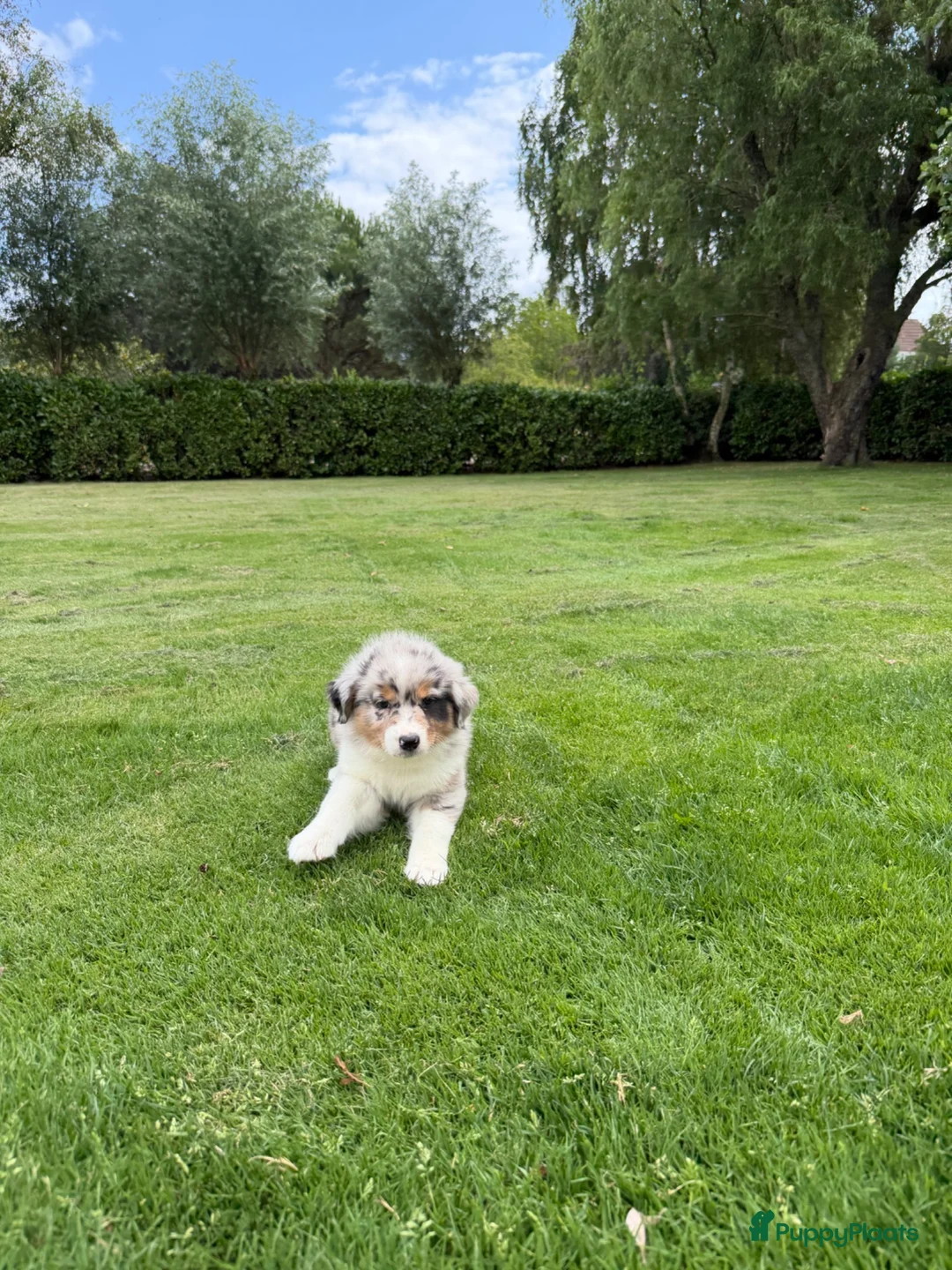 Kruising honden te koop: Australian Shepherd x Border Collie pups - Advertentie 2