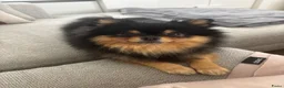 Pomchi honden ter dekking: Black and Tan Pomchi in Oudorp - Advertentie 2