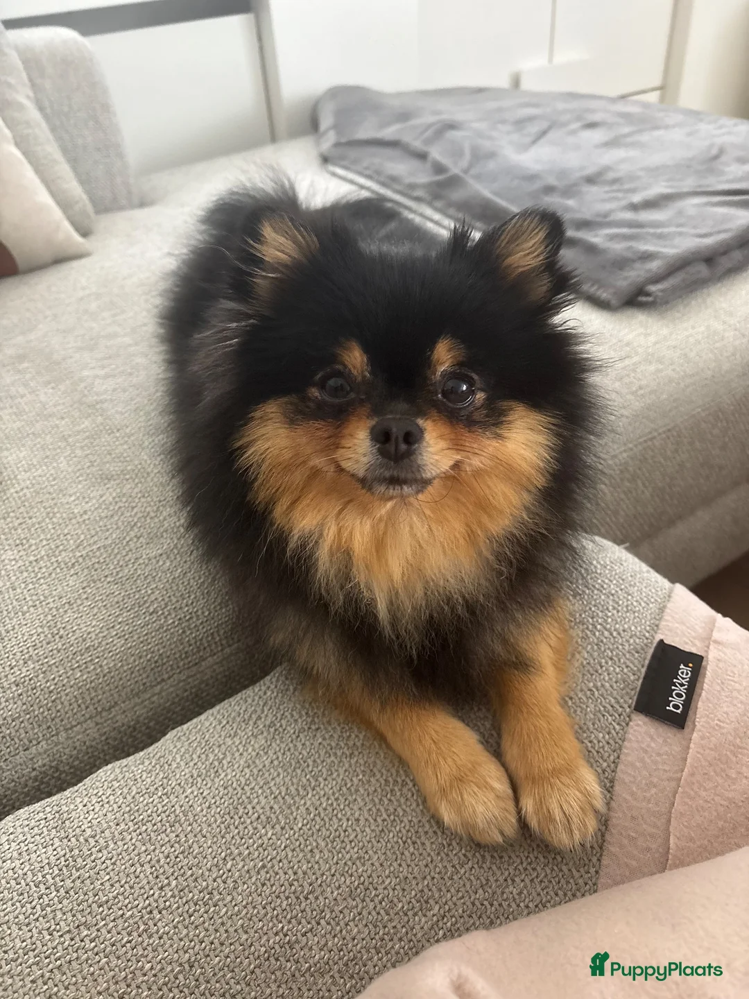 Pomchi honden ter dekking: Black and Tan Pomchi in Oudorp - Advertentie 2