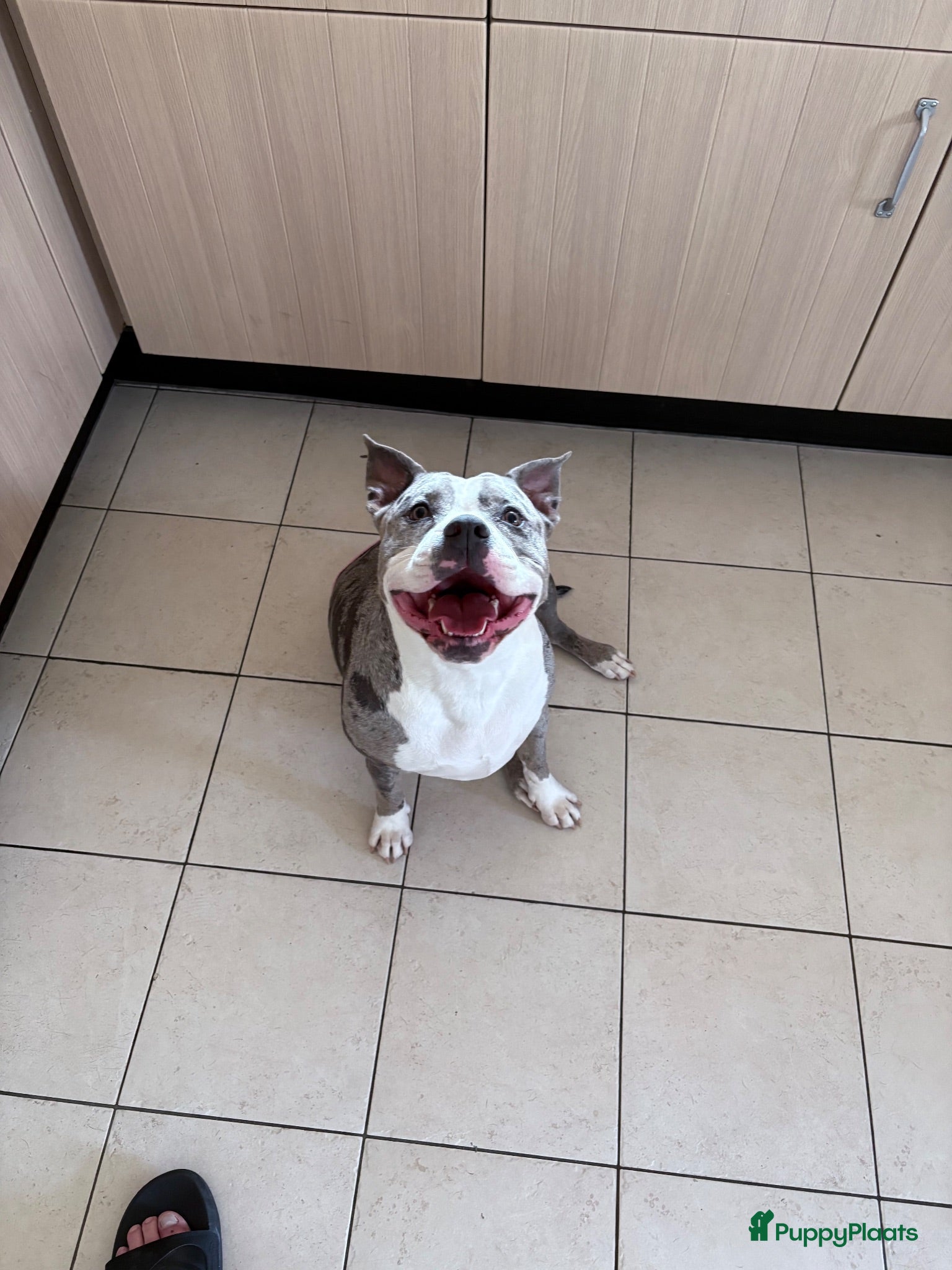 Amerikaanse Bully honden Mooie bully’s  - Advertentie 1