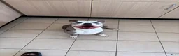 Amerikaanse Bully honden te koop: Mooie bully’s  - Advertentie 1