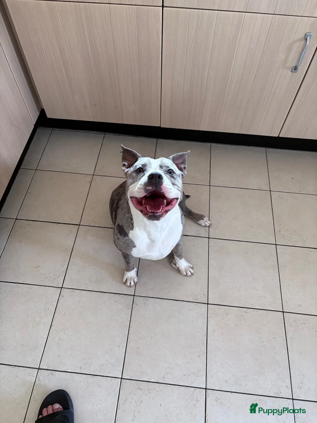 Amerikaanse Bully honden te koop: Mooie bully’s  - Advertentie 1