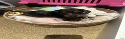 Teckel (korthaar)  honden te koop: Lieve speelse dwerg teckeltjes  - Advertentie 13