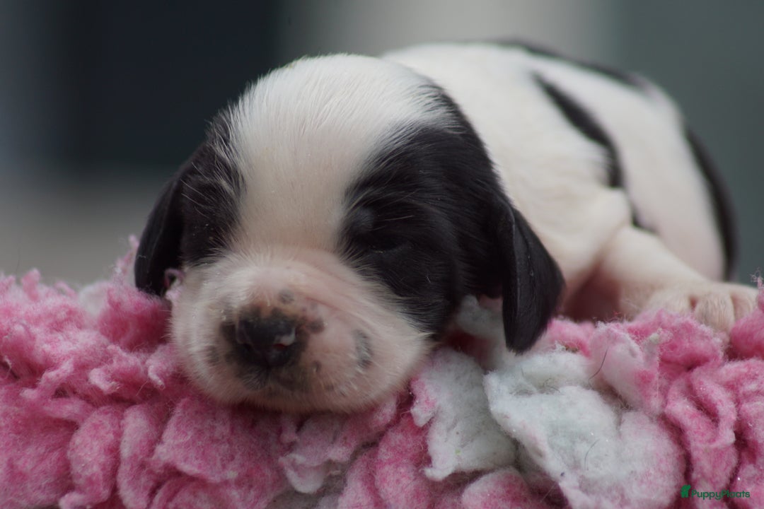 Engelse Cocker Spaniel honden te koop: Engelse Cocker Spaniel Pups met Stamboom  - Afbeelding 14