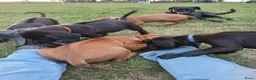 Kruising honden te koop: Rhodesian ridgeback (75%) x labrador (25%) - Advertentie 3