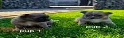 Chihuahua honden te koop: Chihuahua pups - Advertentie 2