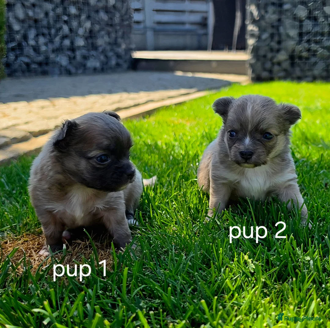 Chihuahua honden te koop: Chihuahua pups - Advertentie 2
