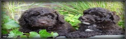Labradoodle honden te koop: Labradoodle mini +/- 40 cm Mogen het nest verlaten - Advertentie 7