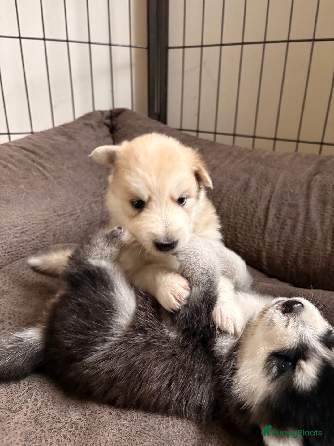 Pomsky honden te koop: 🌟 Prachtige Pomsky Pups te Koop  - Advertentie 11