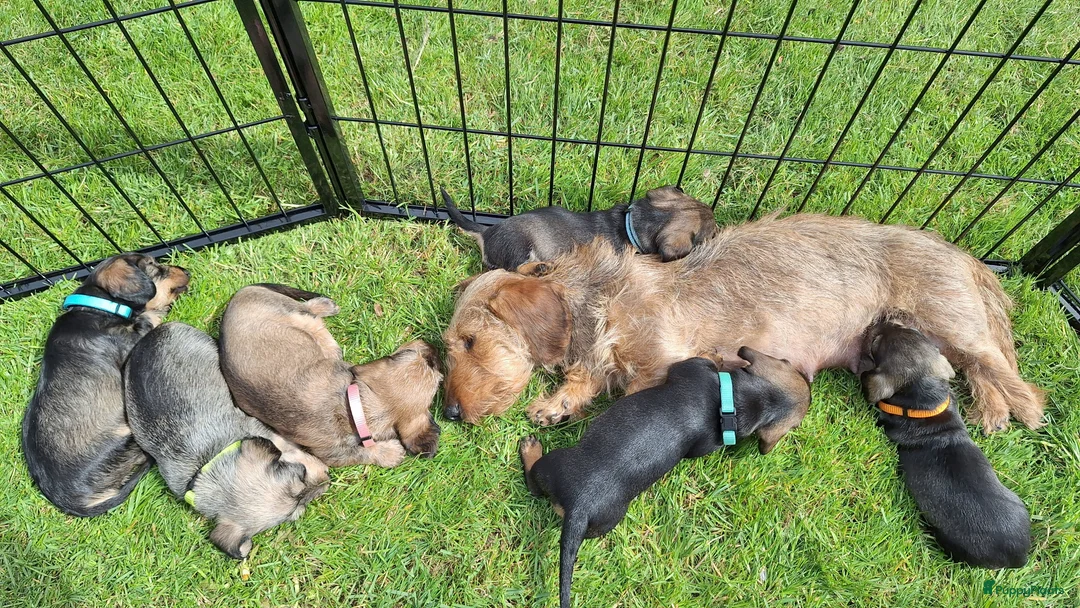 Ruwhaar Teckel honden te koop: Teckel Kaninchen pups - Advertentie 20