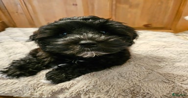 Kruising honden - Advertentie 12