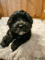 Kruising honden - Advertentie 2