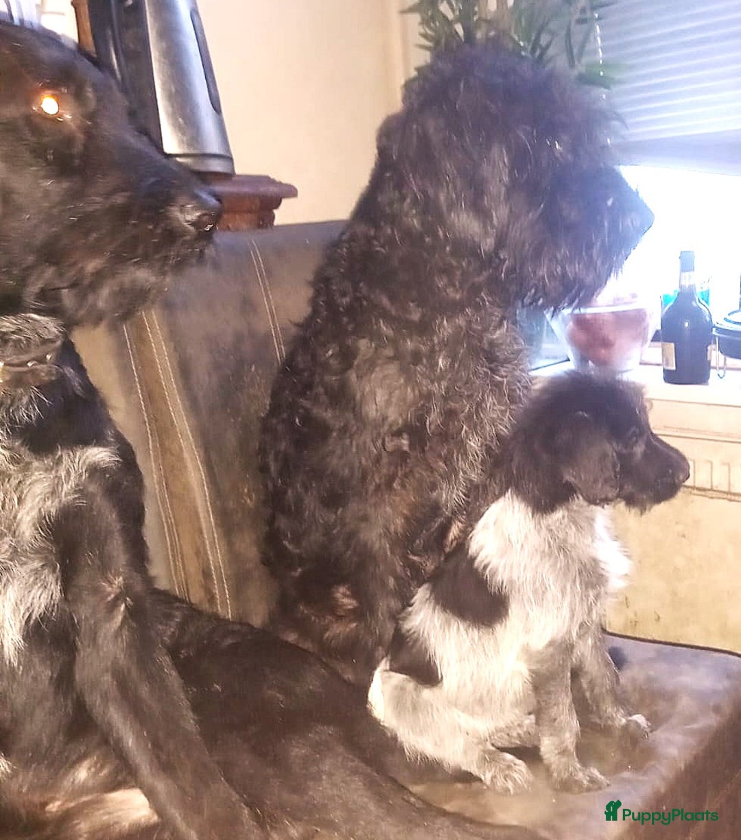 Kruising honden te koop: Ben jij het baasje van een van deze mooie puppy's? - Advertentie 2