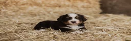 Berner Sennenhond honden te koop: Berner Sennen Pups in Overberg - Advertentie 4