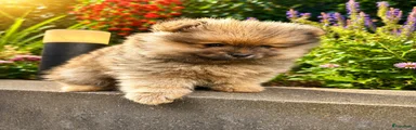 Pomeriaan Puppy 2